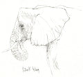 African Elephant