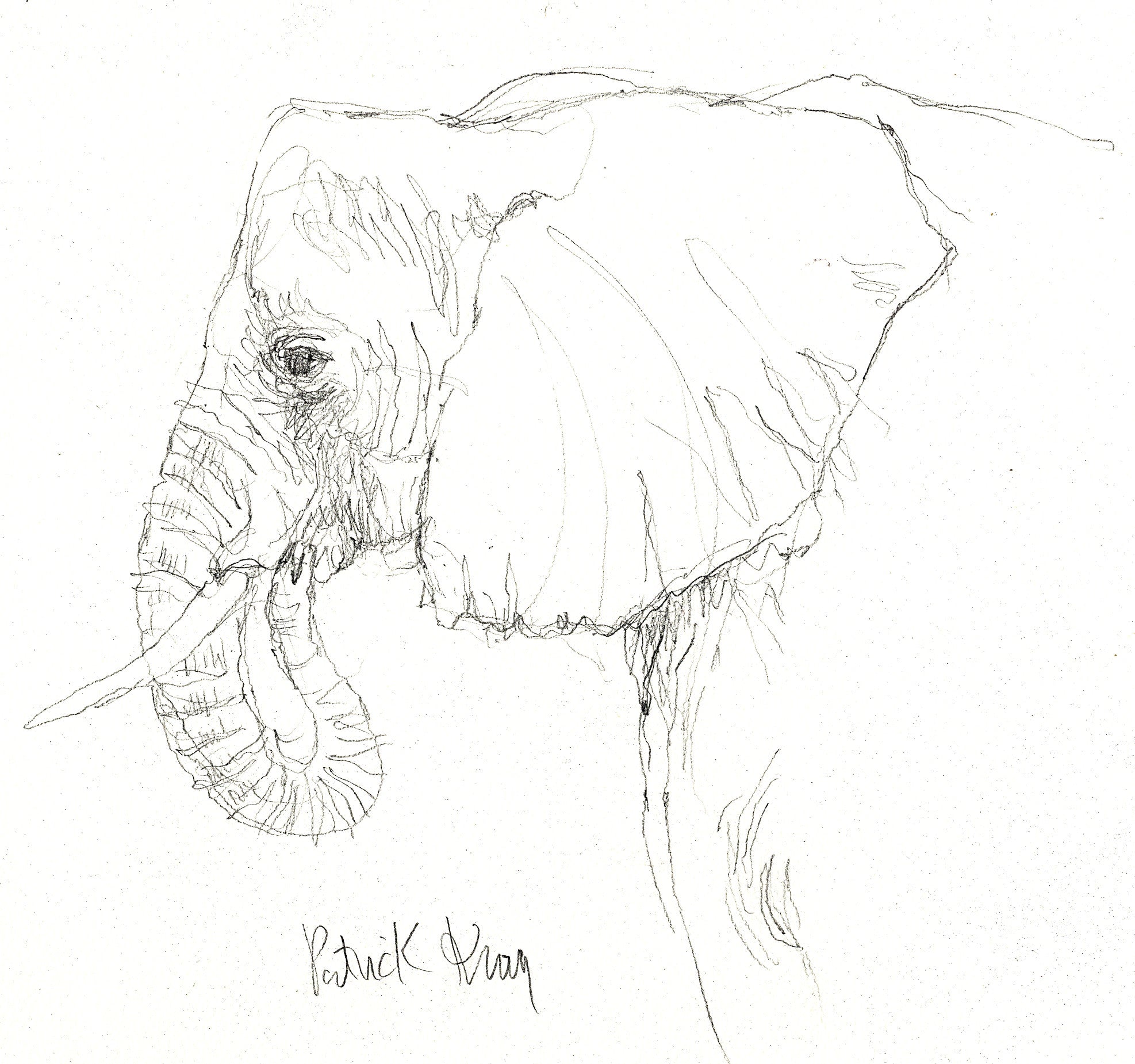 African Elephant
