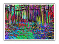 ENCHANTED FOREST