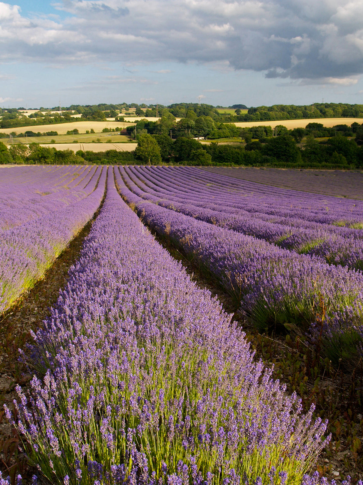 Evening Lavender