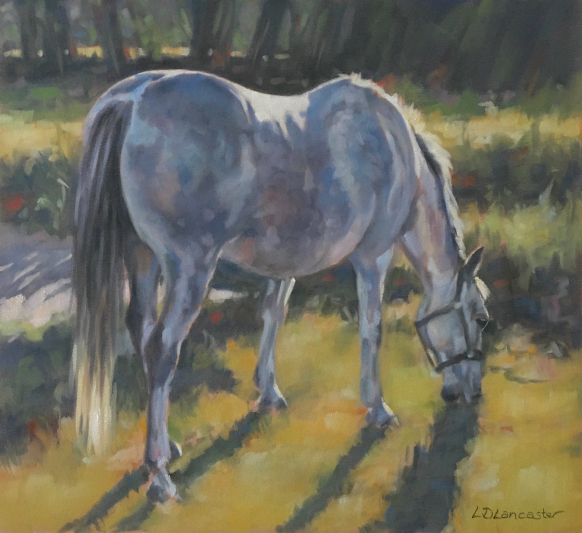 Evening Sunset - Dapple Grey Horse