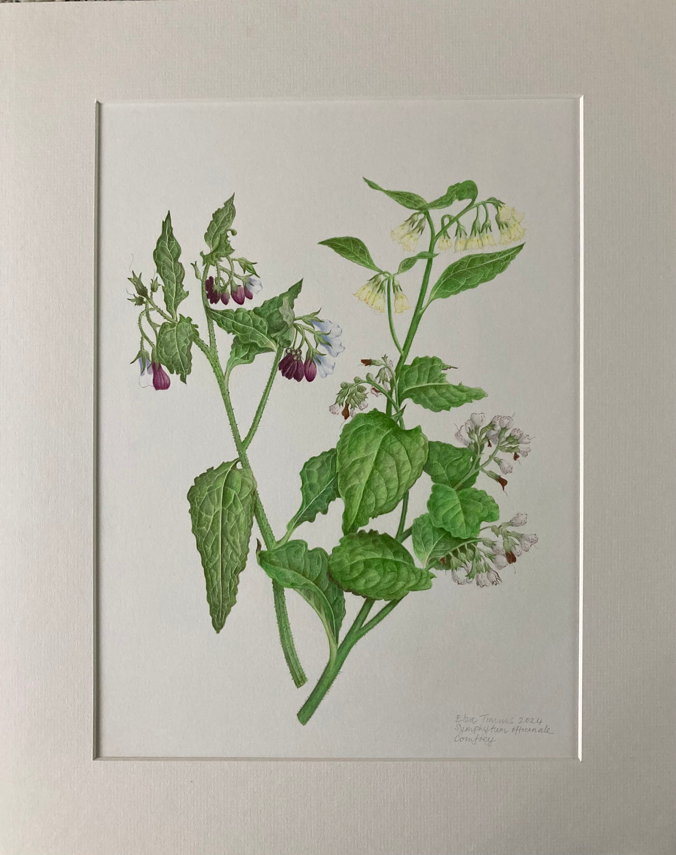 Comfrey