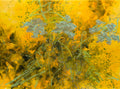 Wild Flowers