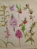Wild Orchids of Europe