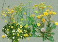 Flowers of the Spring Wayside - Light