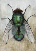 Fly