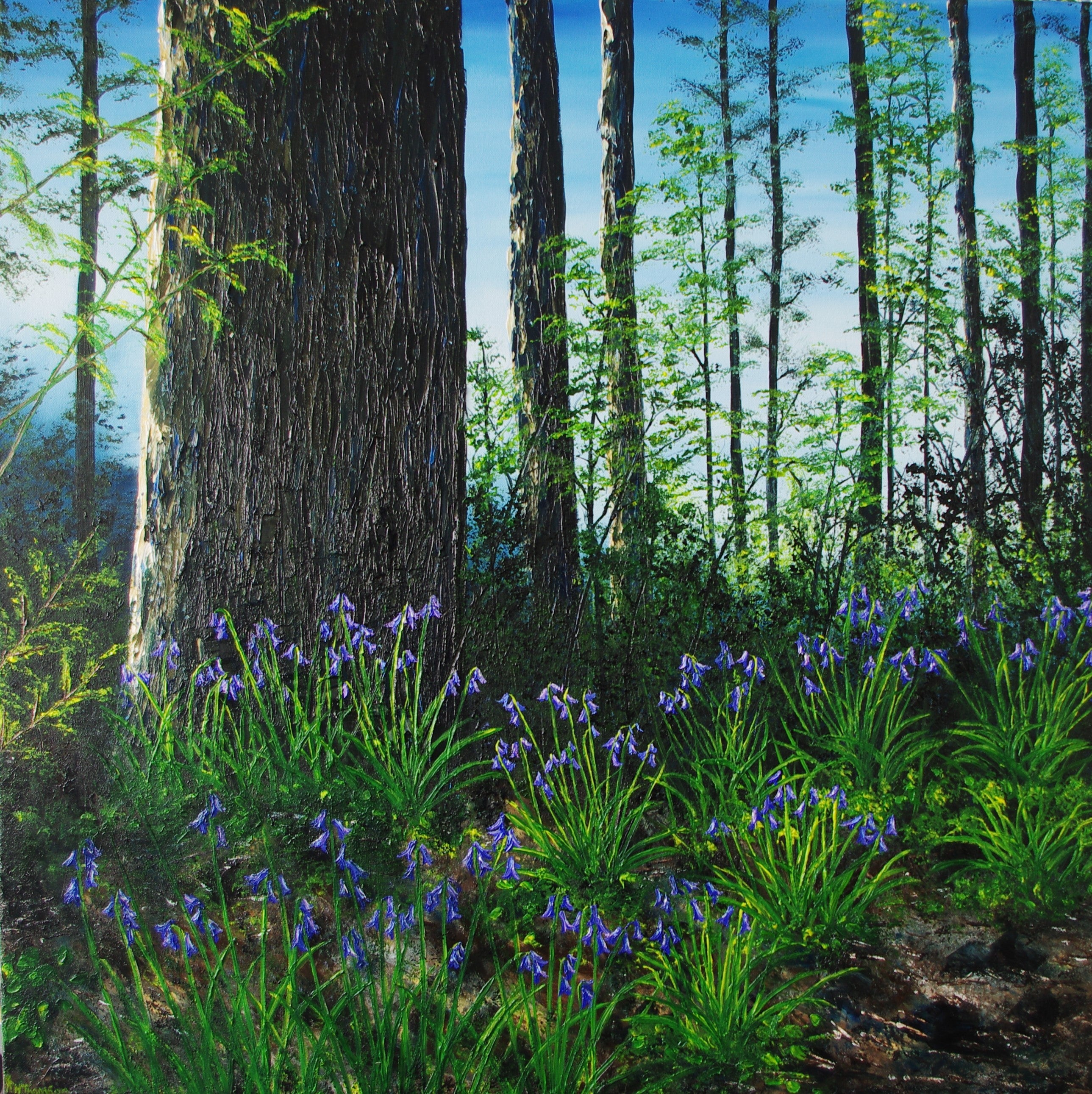 Forest Floor In Spring