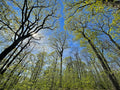 Forêt de Montmorency au printemps