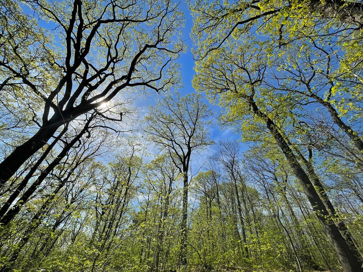 Forêt de Montmorency au printemps