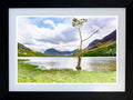 'The Lonely tree' - Buttermere - English Lake District