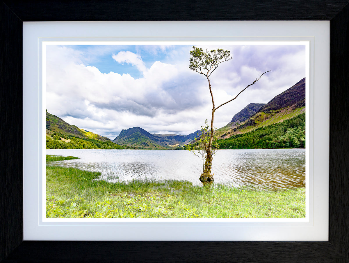 'The Lonely tree' - Buttermere - English Lake District