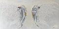wings