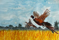 Gerald & Thelma Pheasants