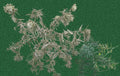 Ghost thistle - Dark or Light backgrounds