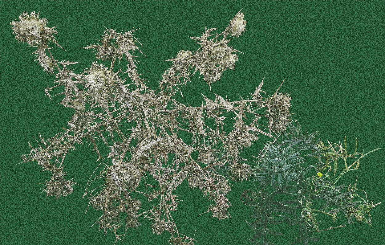 Ghost thistle - Dark or Light backgrounds