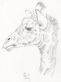 Giraffe close-up