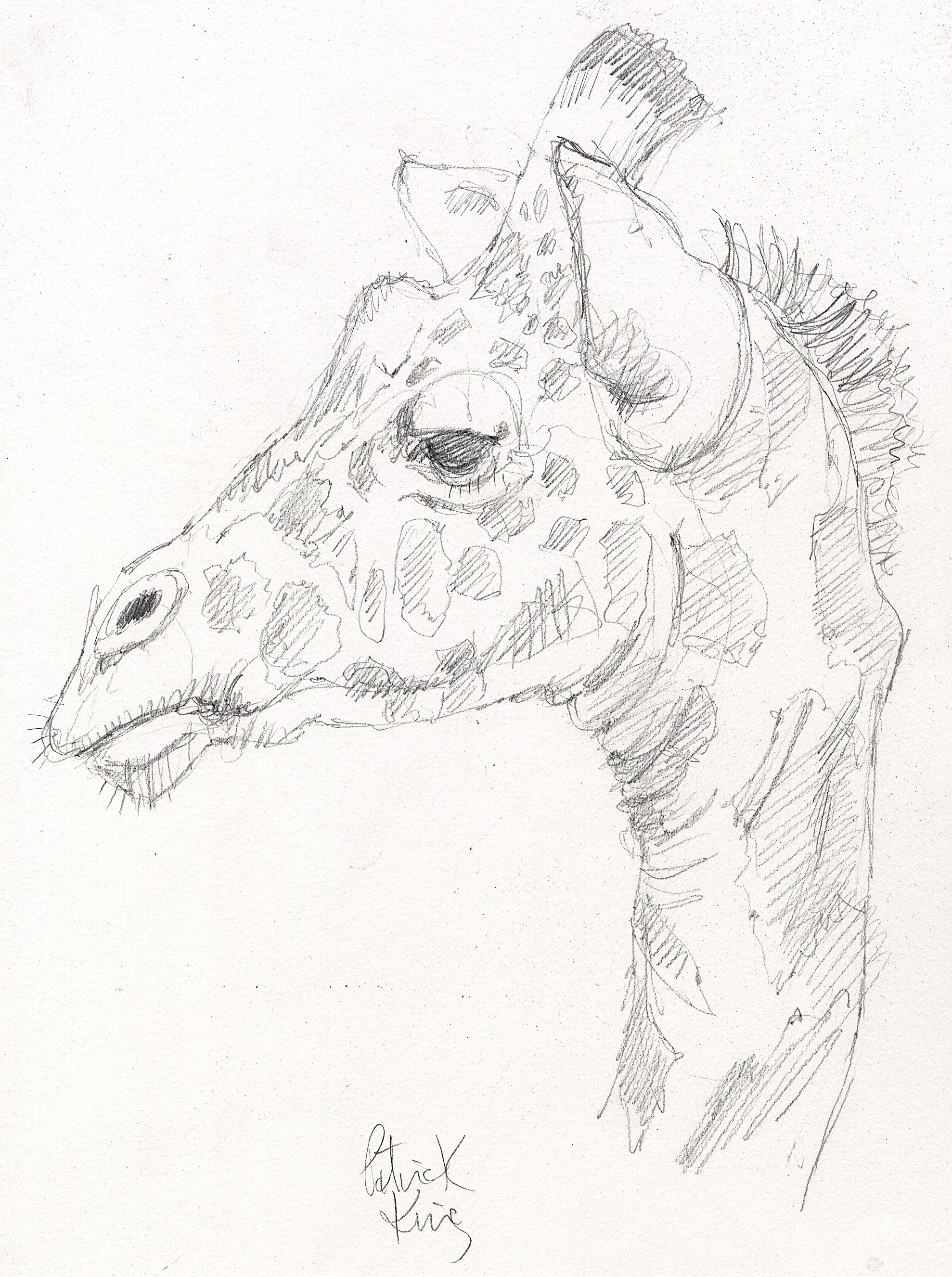 Giraffe close-up
