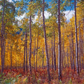 Aspens of Owl Creek Pass