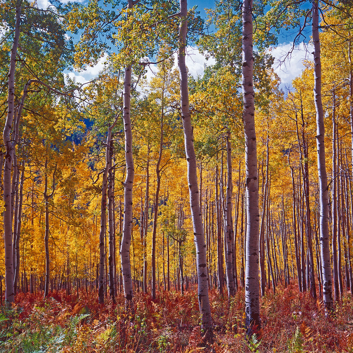 Aspens of Owl Creek Pass