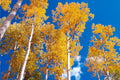 Golden Aspens