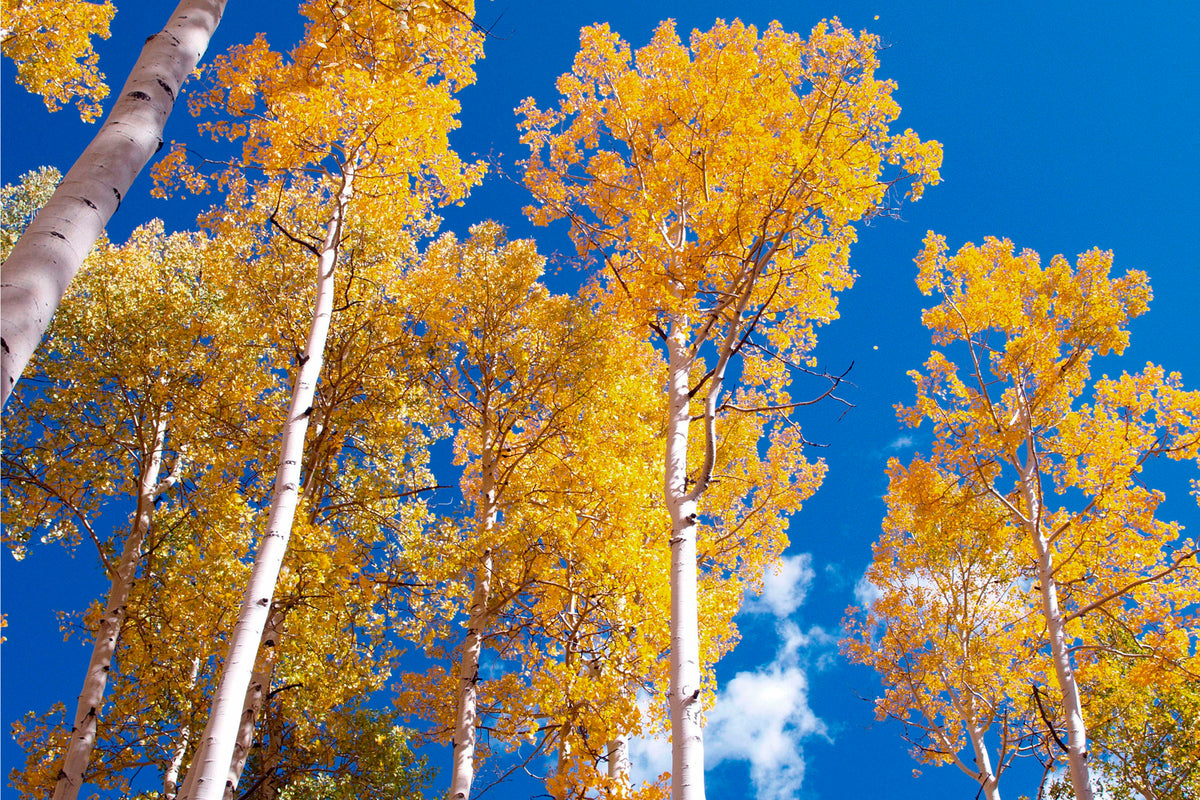Golden Aspens