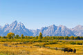 Grand Teton Bison