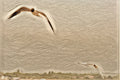 Seagulls in Flight