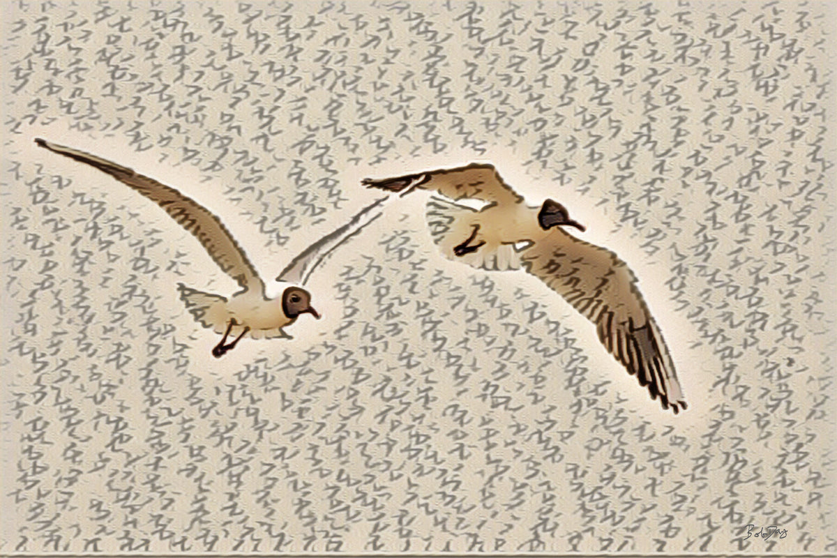 Gulls in Flight 4