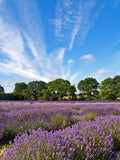 Hampshire Lavender Fields