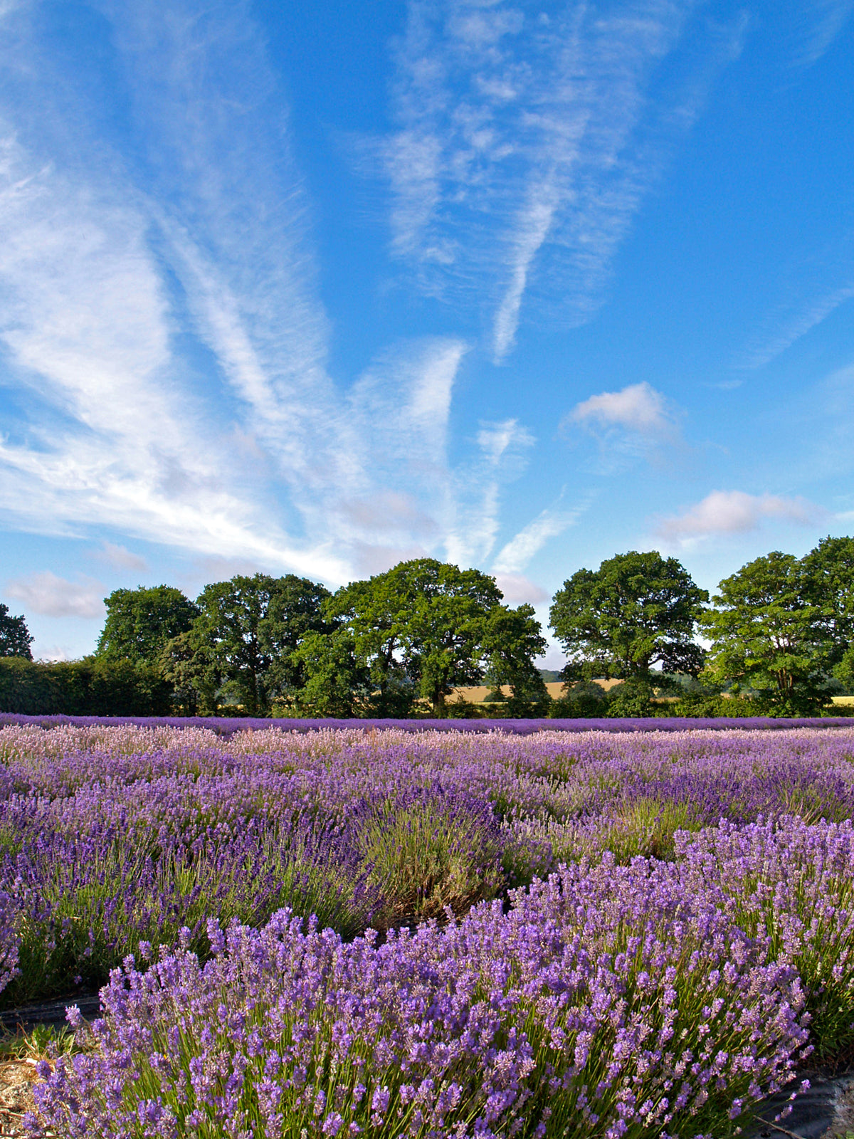 Hampshire Lavender Fields