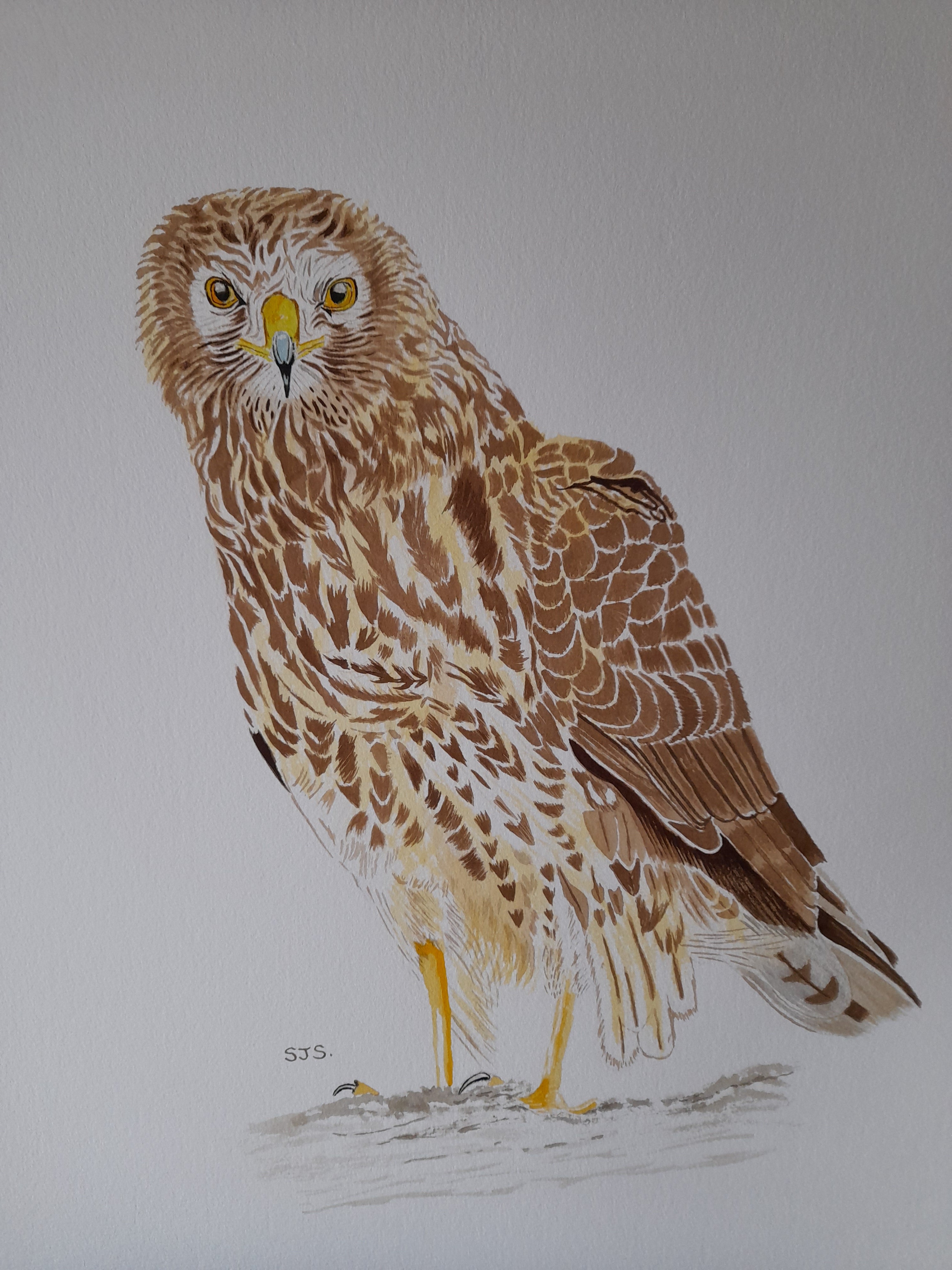 Hen Harrier