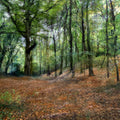 The Hidden Grove