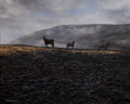 "Horses, Pontypool"