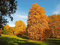 Hospital Park in Autumn Colours