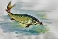 Watch out there s a Pike about
