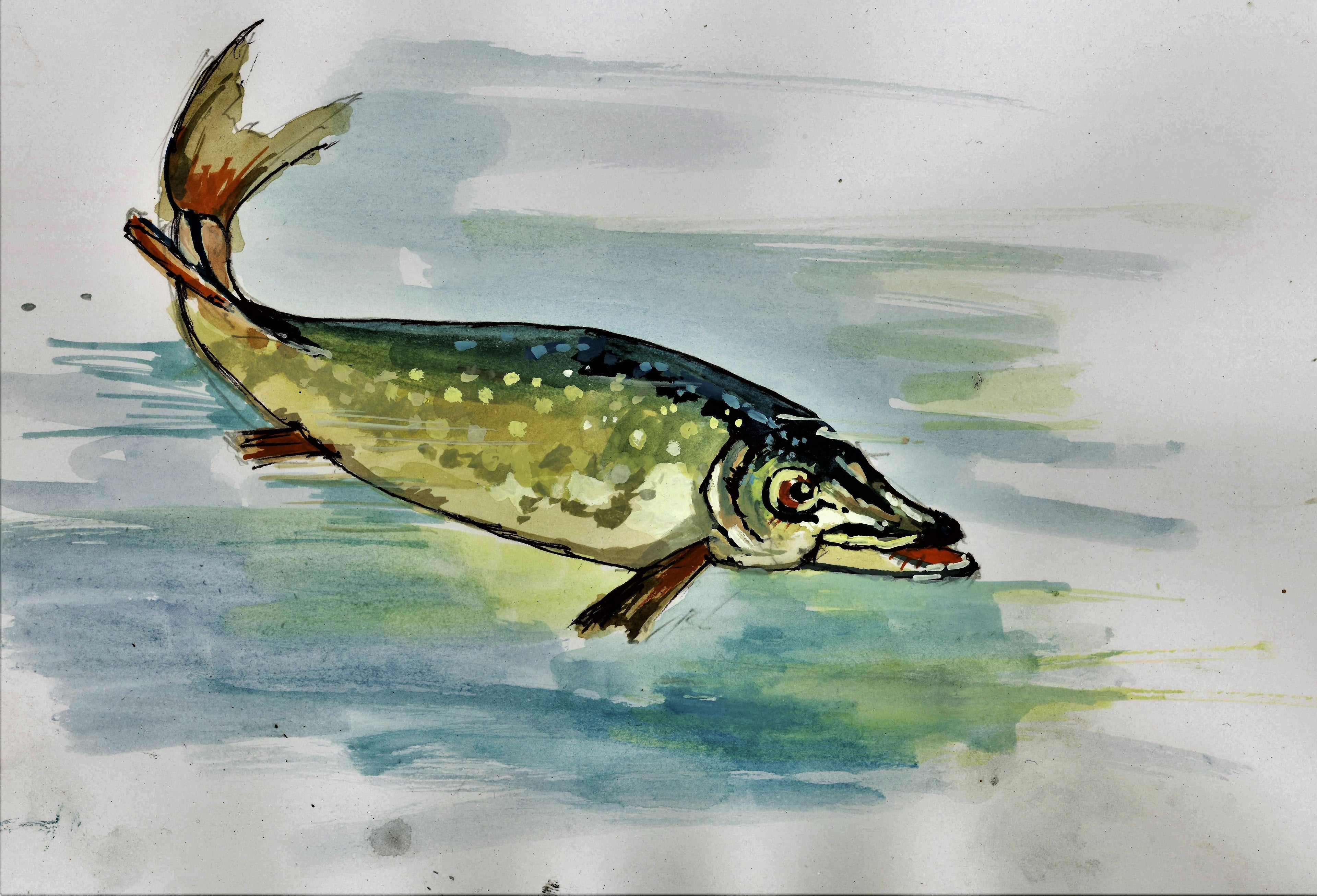 Watch out there s a Pike about