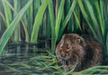 WaterVole