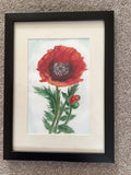 Poppy