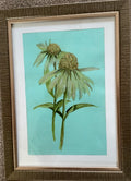 Cornflower