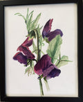 Sweet pea