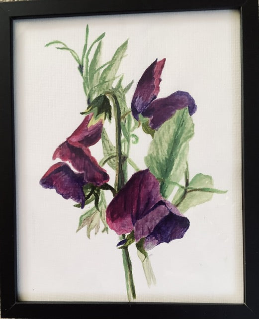 Sweet pea