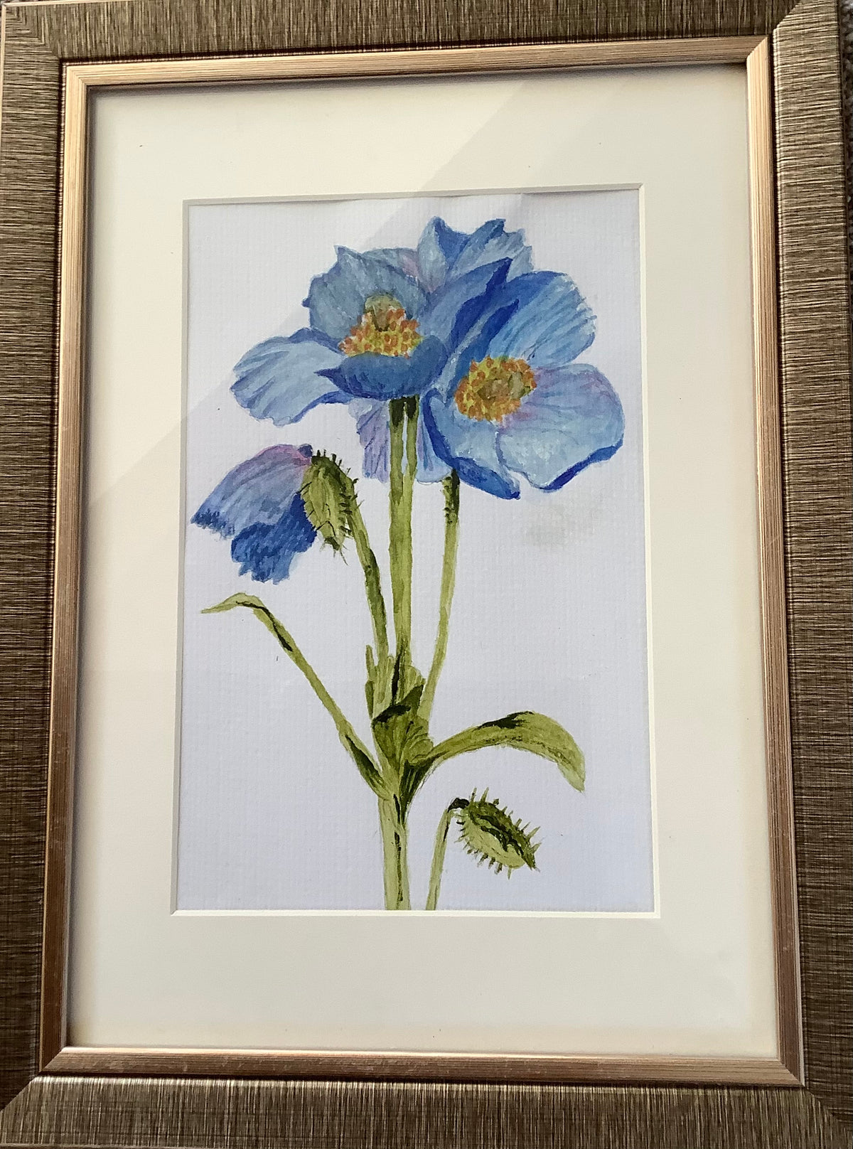 Himalayan blue poppy