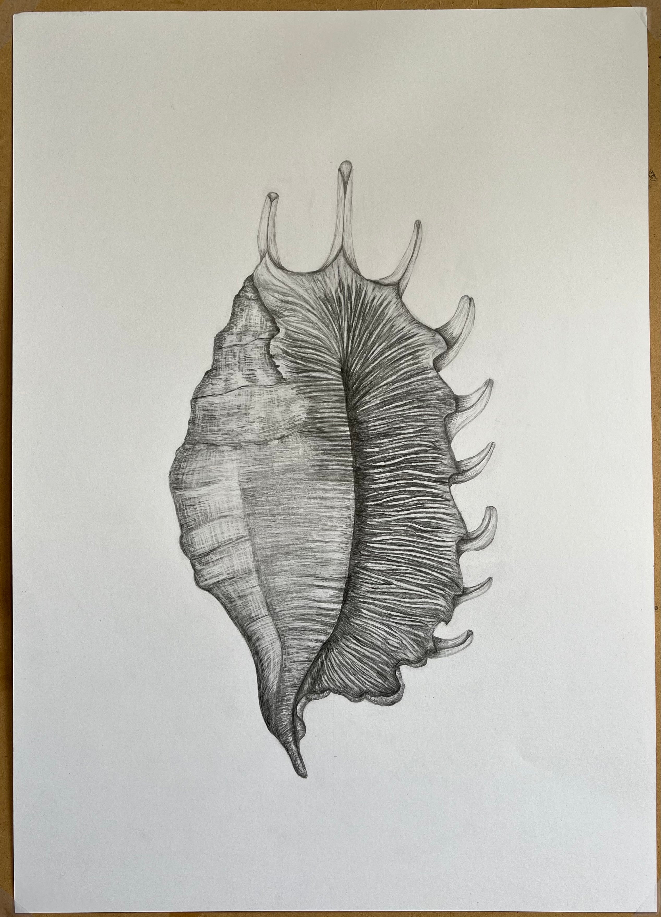 Shell in Graphite