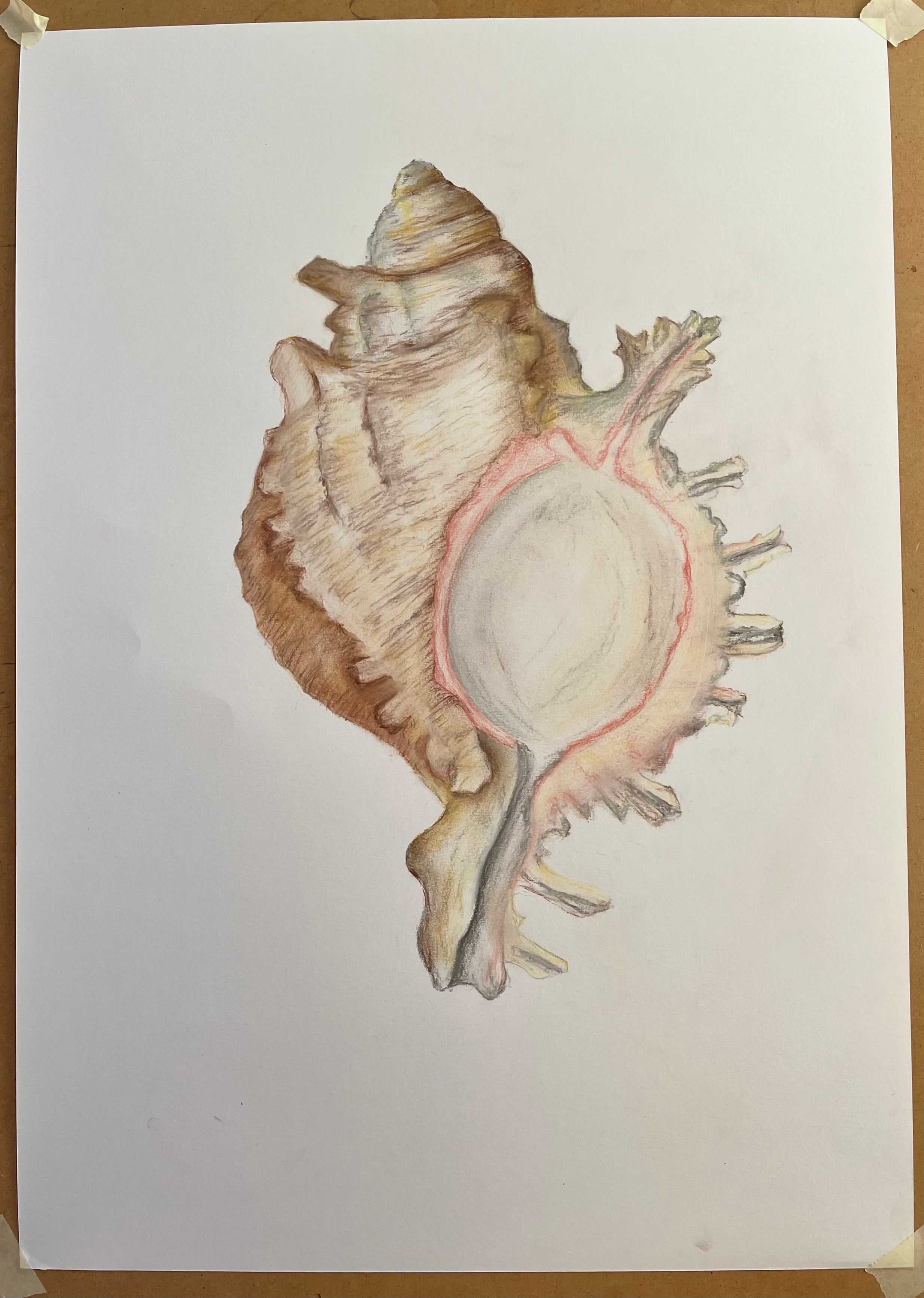 Shell in Pastel 2