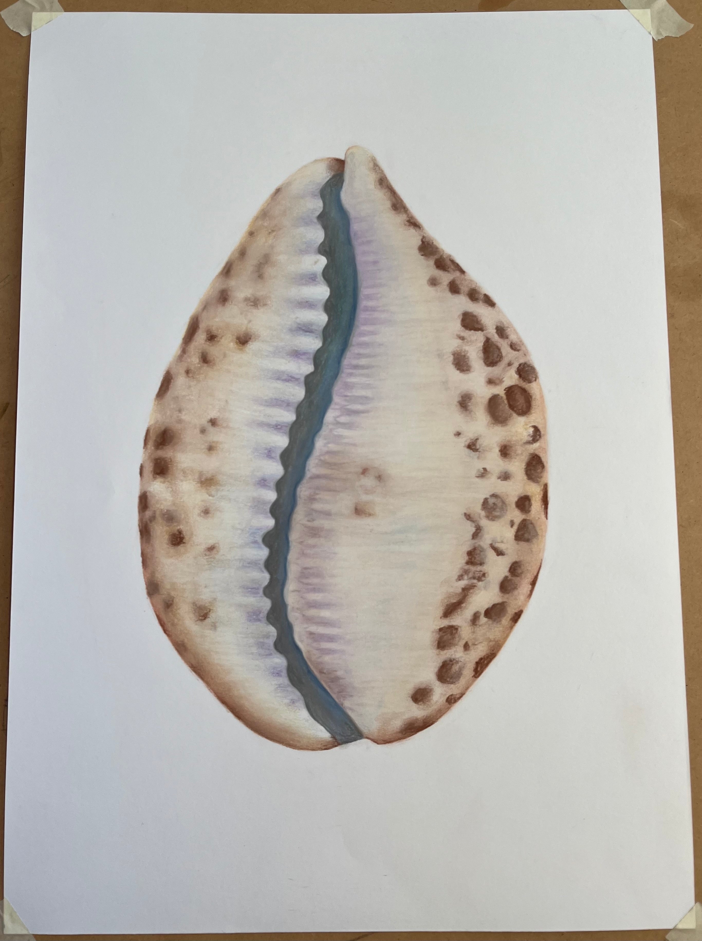 Shell in Pastel 1