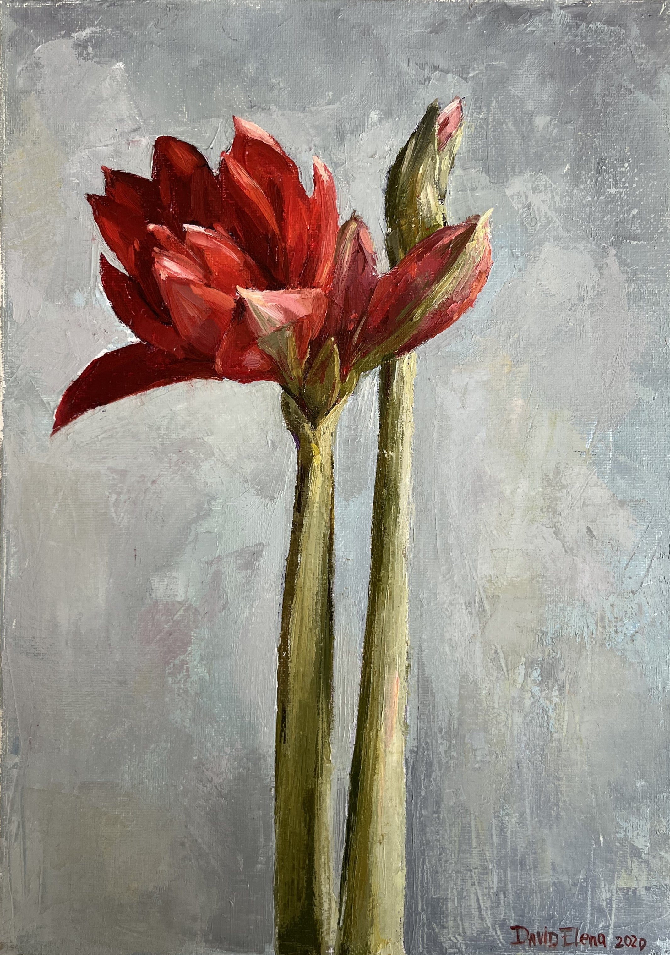 Amaryllis