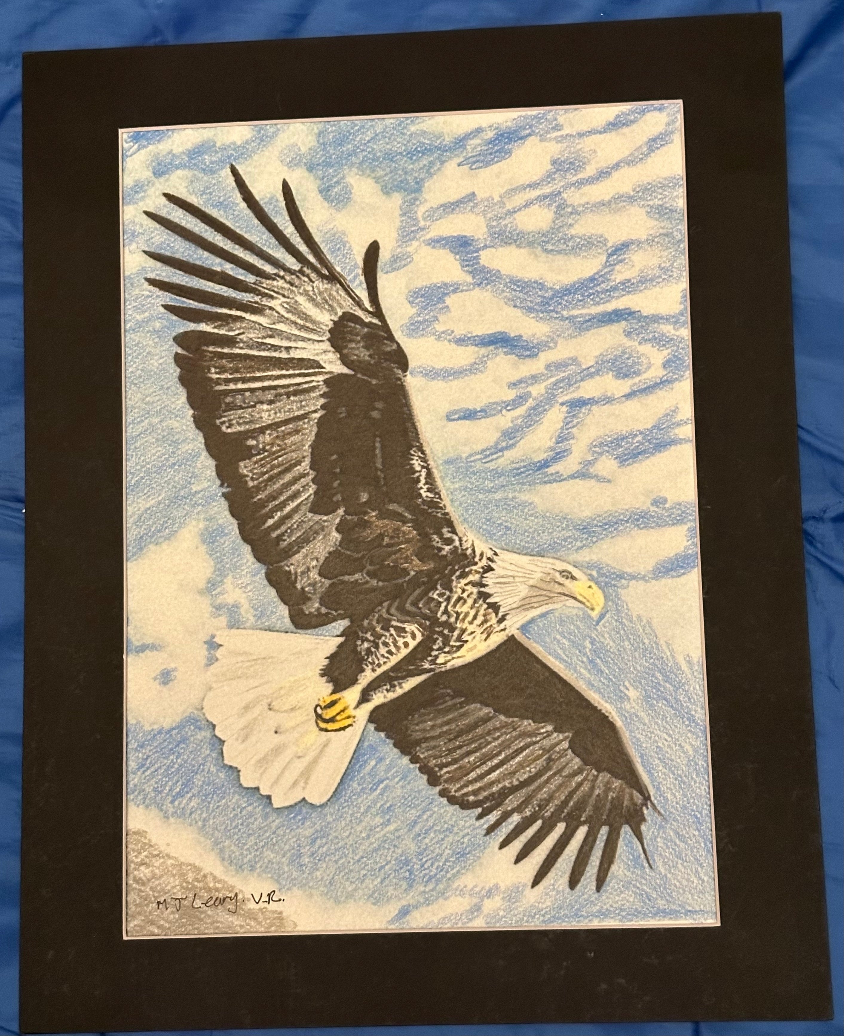 A Bald Eagle in flight on the hunt for prey