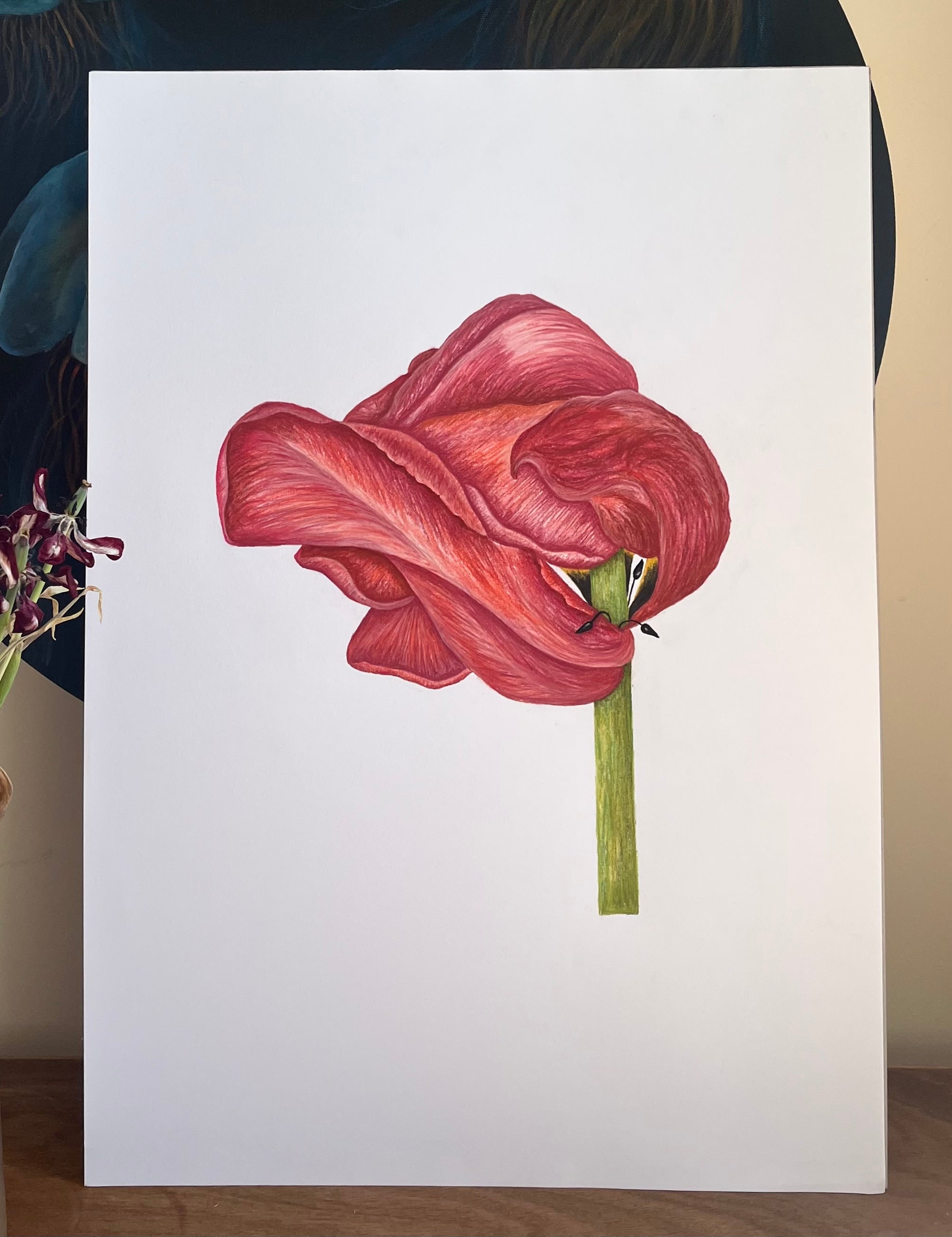End of Season Tulip 3/3