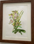 Orchid