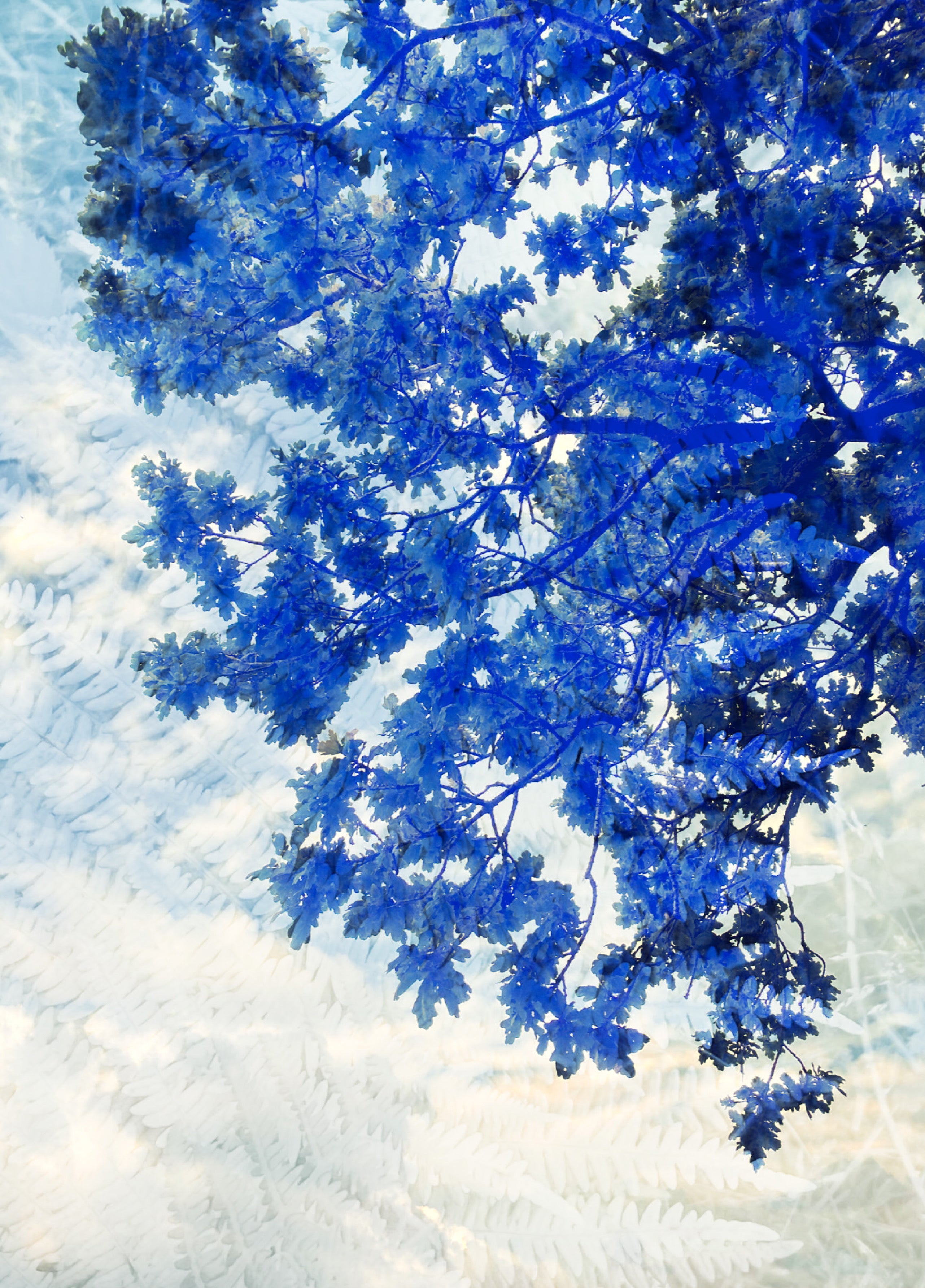 Summer sky - A3 - Limited edition photograph